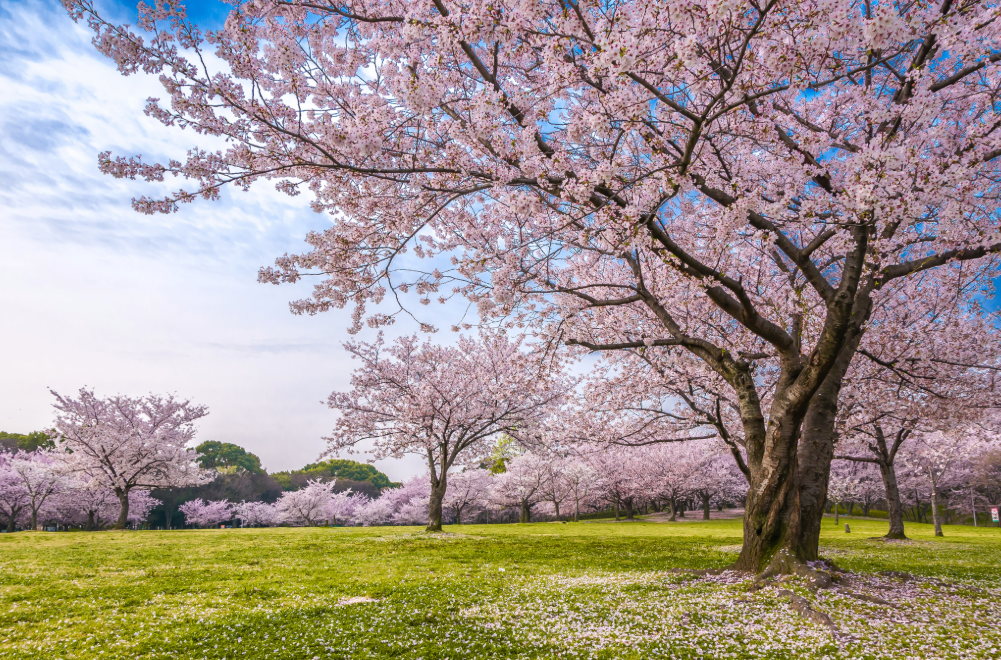 【2025年　2/9・3/2 】旅行でのステキな写真の撮り方もプロが教えます！ 春のお花見ツアープランニング講座